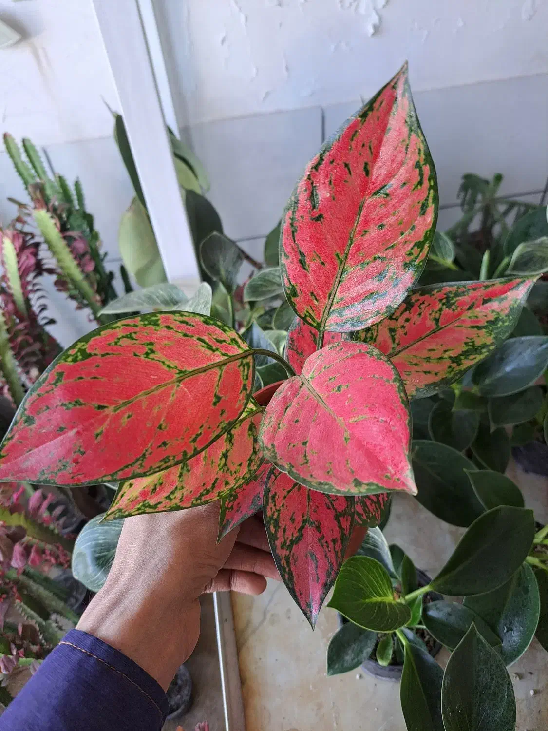 گل آپارتمانی با قیمت مناسب|گل و گیاه طبیعی|بیرجند, |دیوار