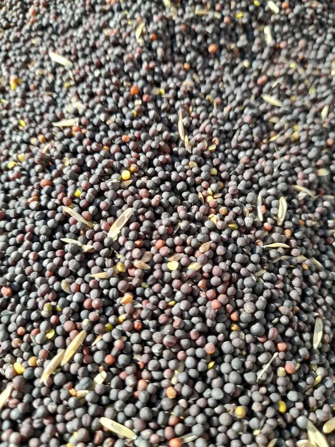 فروش بذر کولزا رقم هیولا|خدمات باغبانی و درختکاری|پارسآباد, |دیوار