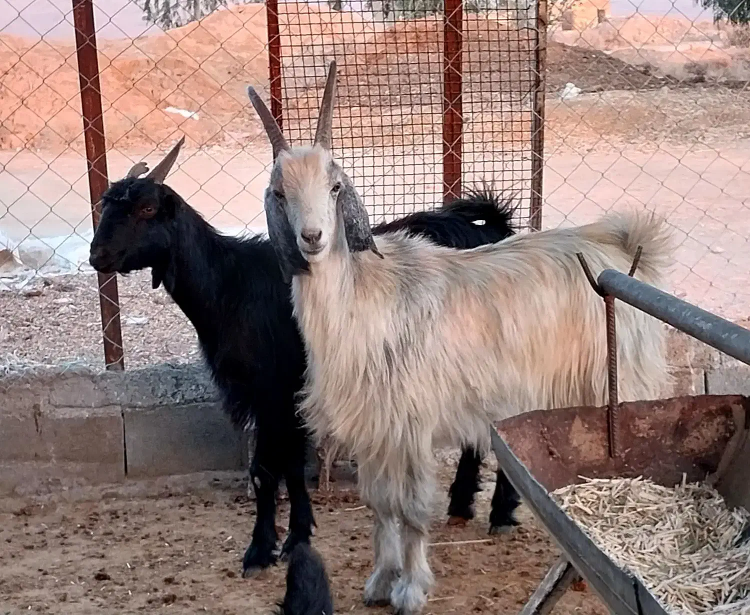 بز کهره دار و آبستن|حیوانات مزرعه|شیراز, کلاهدوز|دیوار