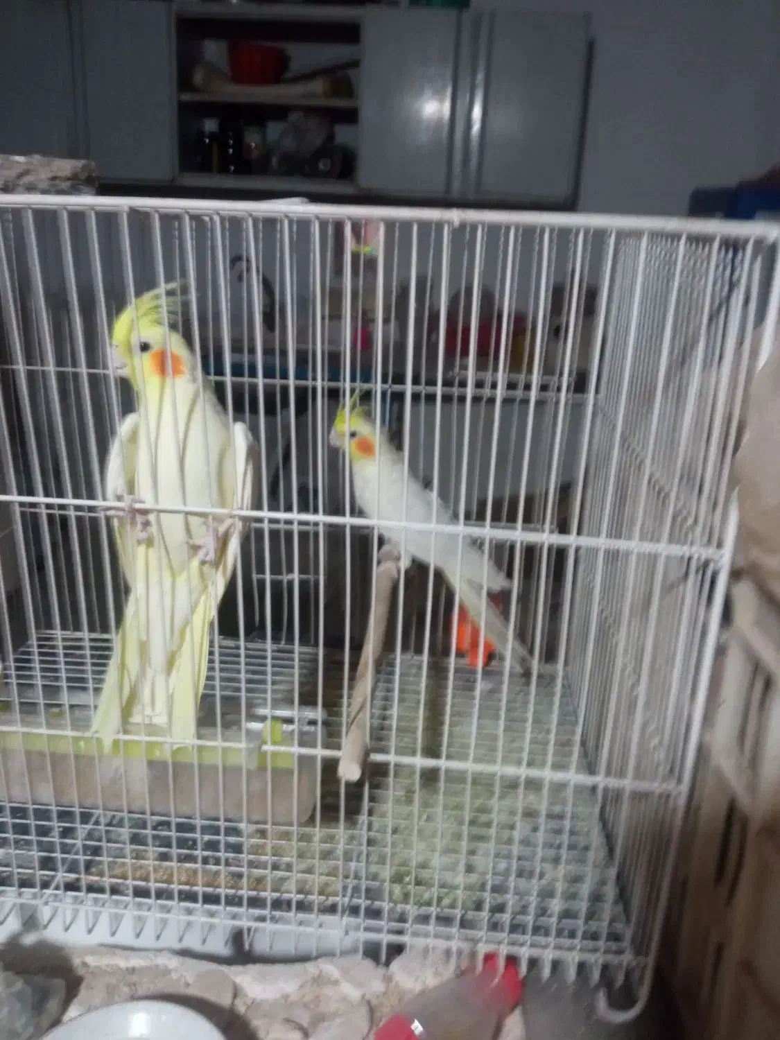 عروس هلندی|پرنده|زبرخان, |دیوار