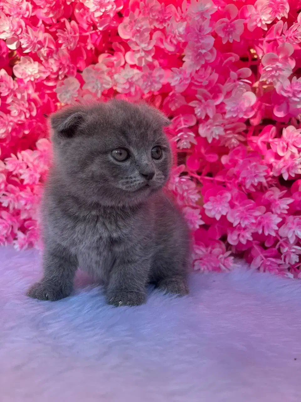 گربه رنگ خاکستری نژاد اسکاتیش فلد|گربه|آمل, |دیوار