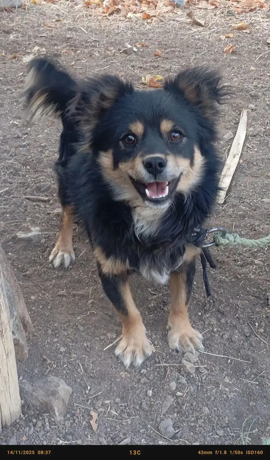 یک قلاده سگ|سگ|بومهن, |دیوار