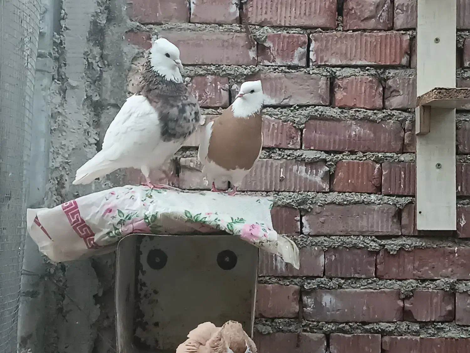 طوقی|پرنده|نهبندان, |دیوار