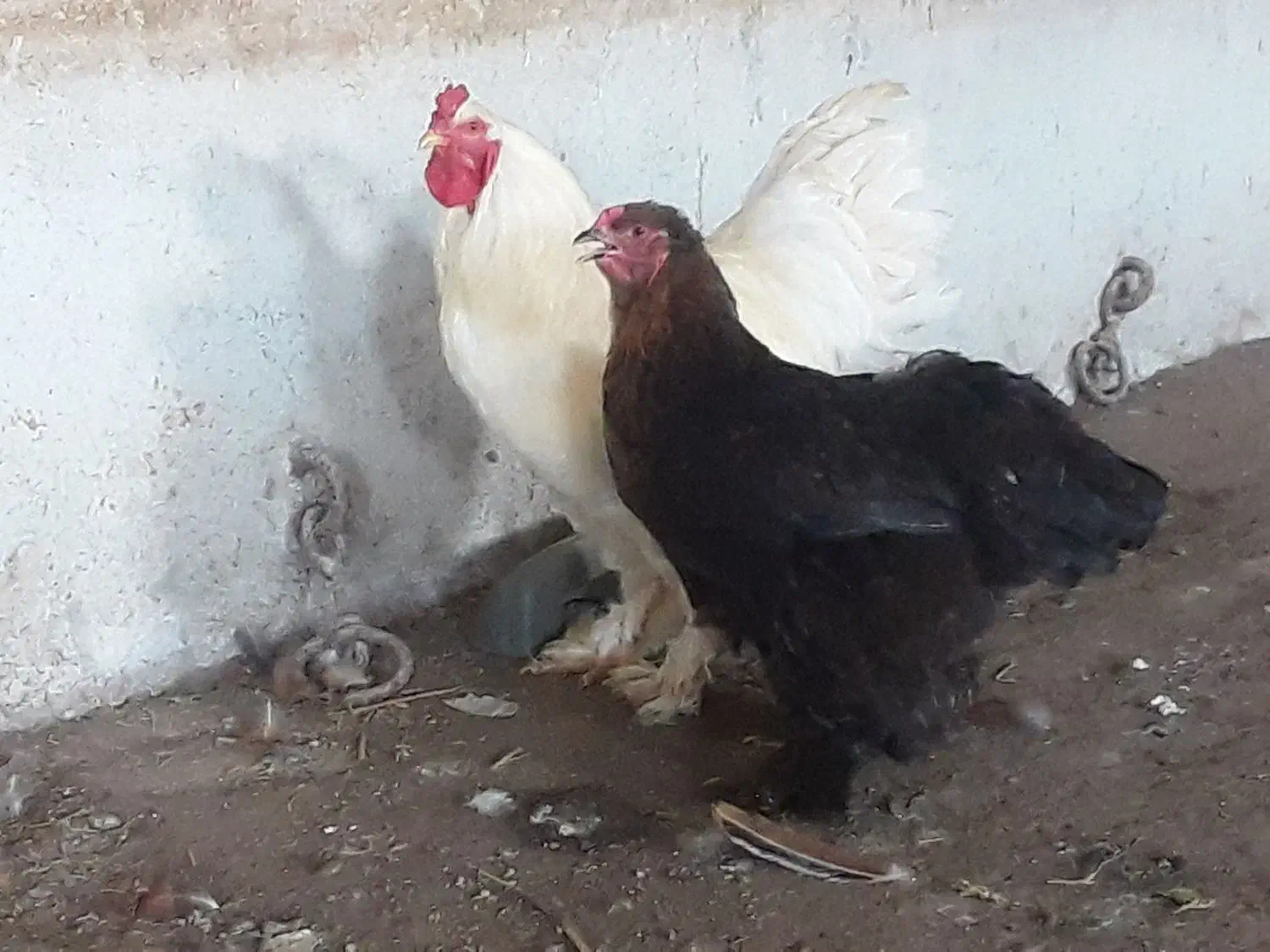 مرغ خروس برهمای اصل|حیوانات مزرعه|ارشق, |دیوار