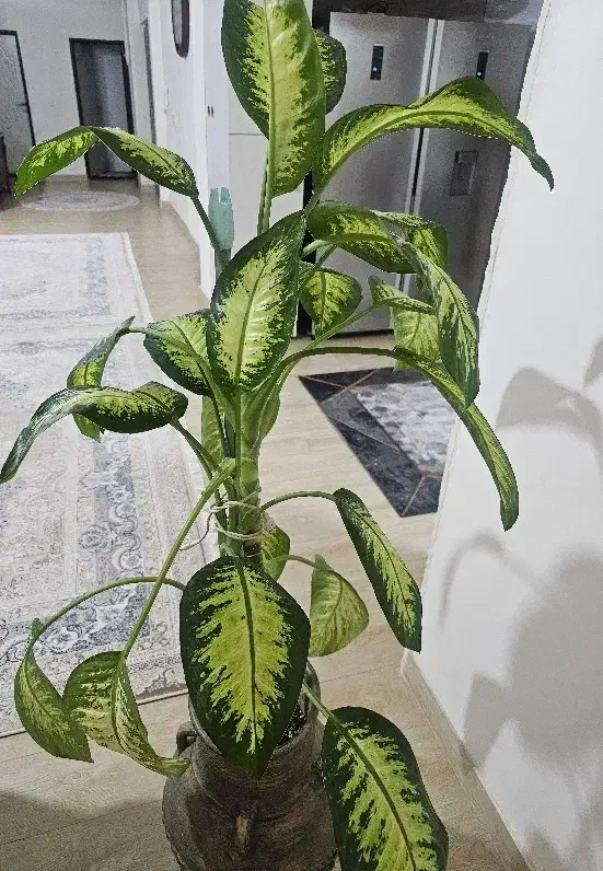 گل طبیعی دیفن|گل و گیاه طبیعی|گنبد کاووس, |دیوار