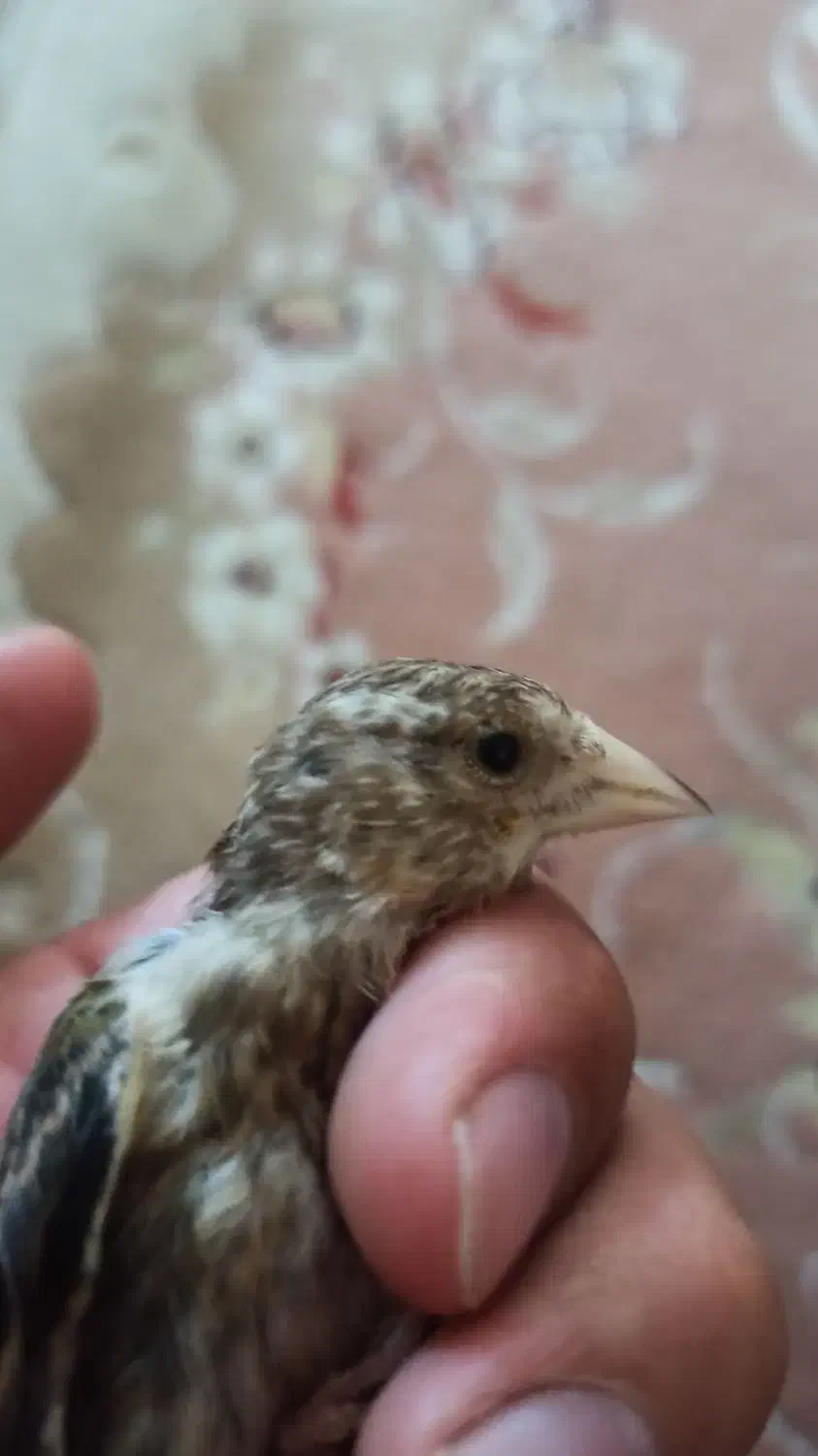 جوجه سهره قناری|پرنده|ایلام, |دیوار