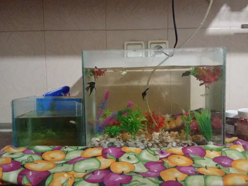 آکواریوم|ماهی|خرمدره, |دیوار