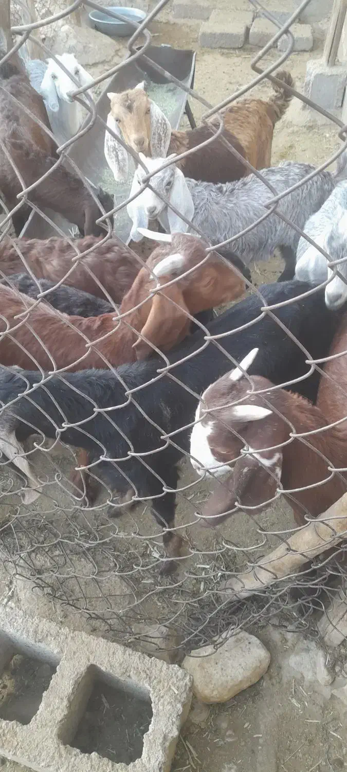 فروش کهره|حیوانات مزرعه|داراب, |دیوار