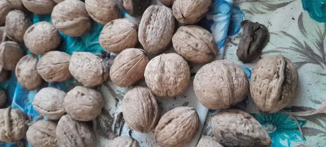 گردوباپوست موجودکیلو370|خوردنی و آشامیدنی|بهشهر, |دیوار