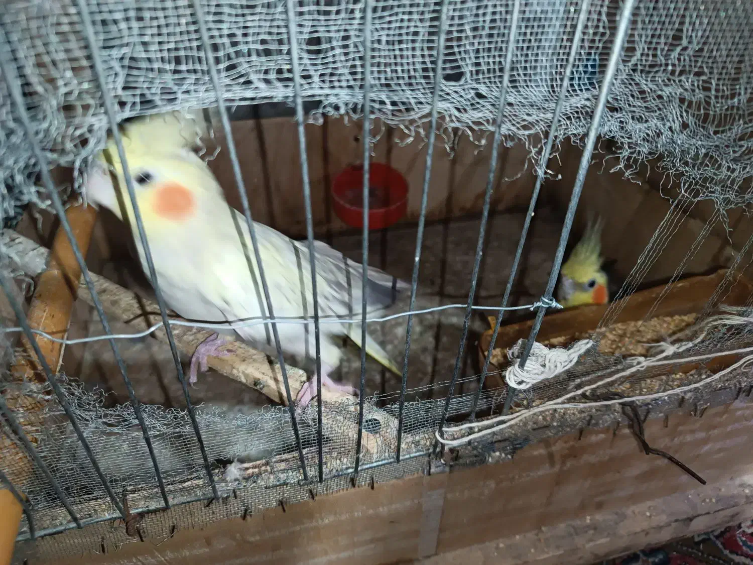 عروس هلندی|پرنده|زابل, |دیوار