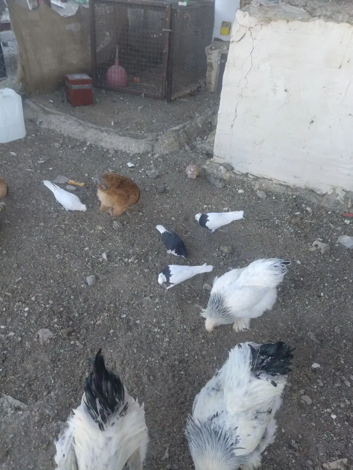 پرنده|پرنده|تربتحیدریه, شهرک ولیعصر|دیوار