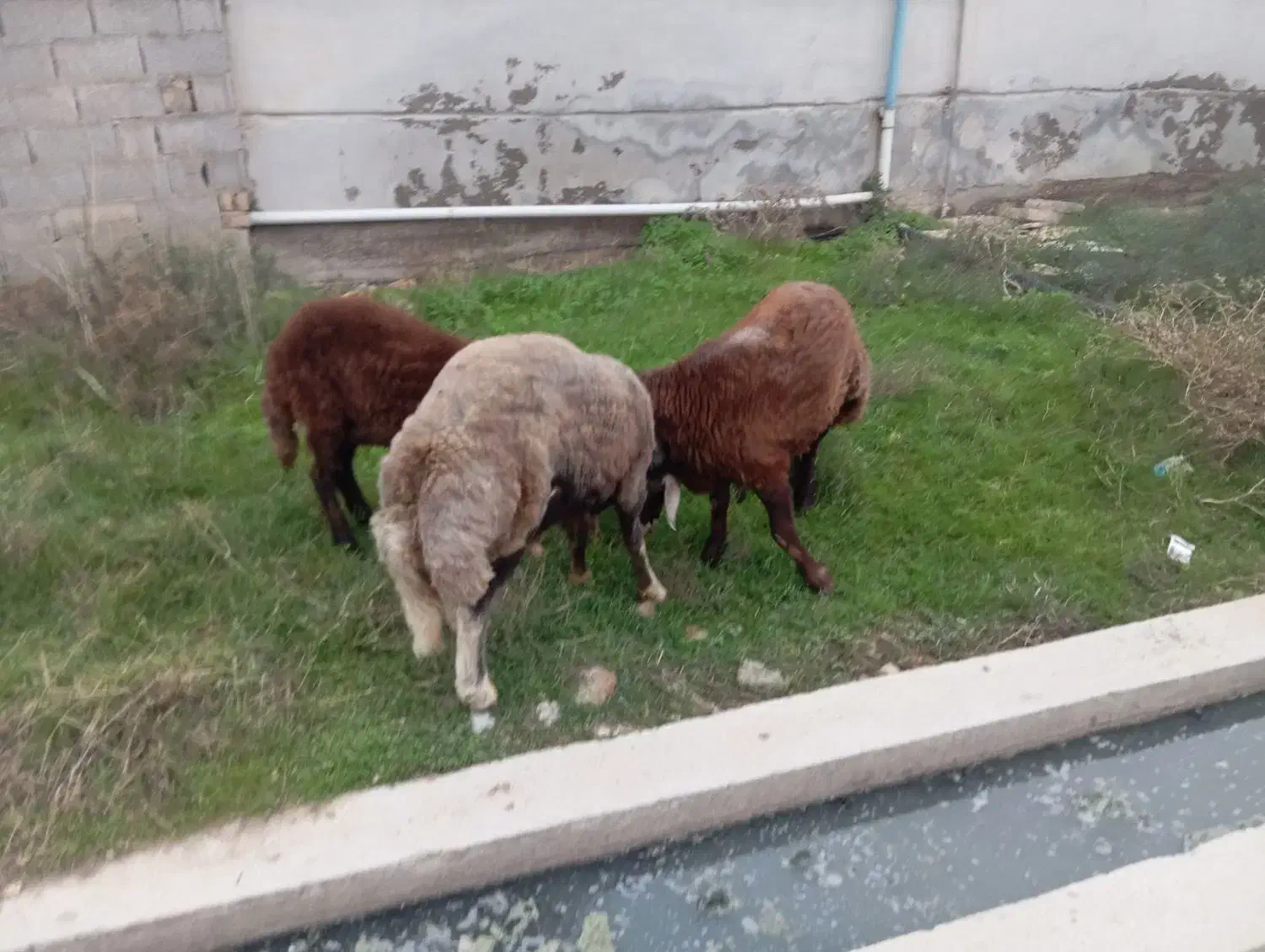 دوعددتوقلی|حیوانات مزرعه|سیمین شهر, |دیوار