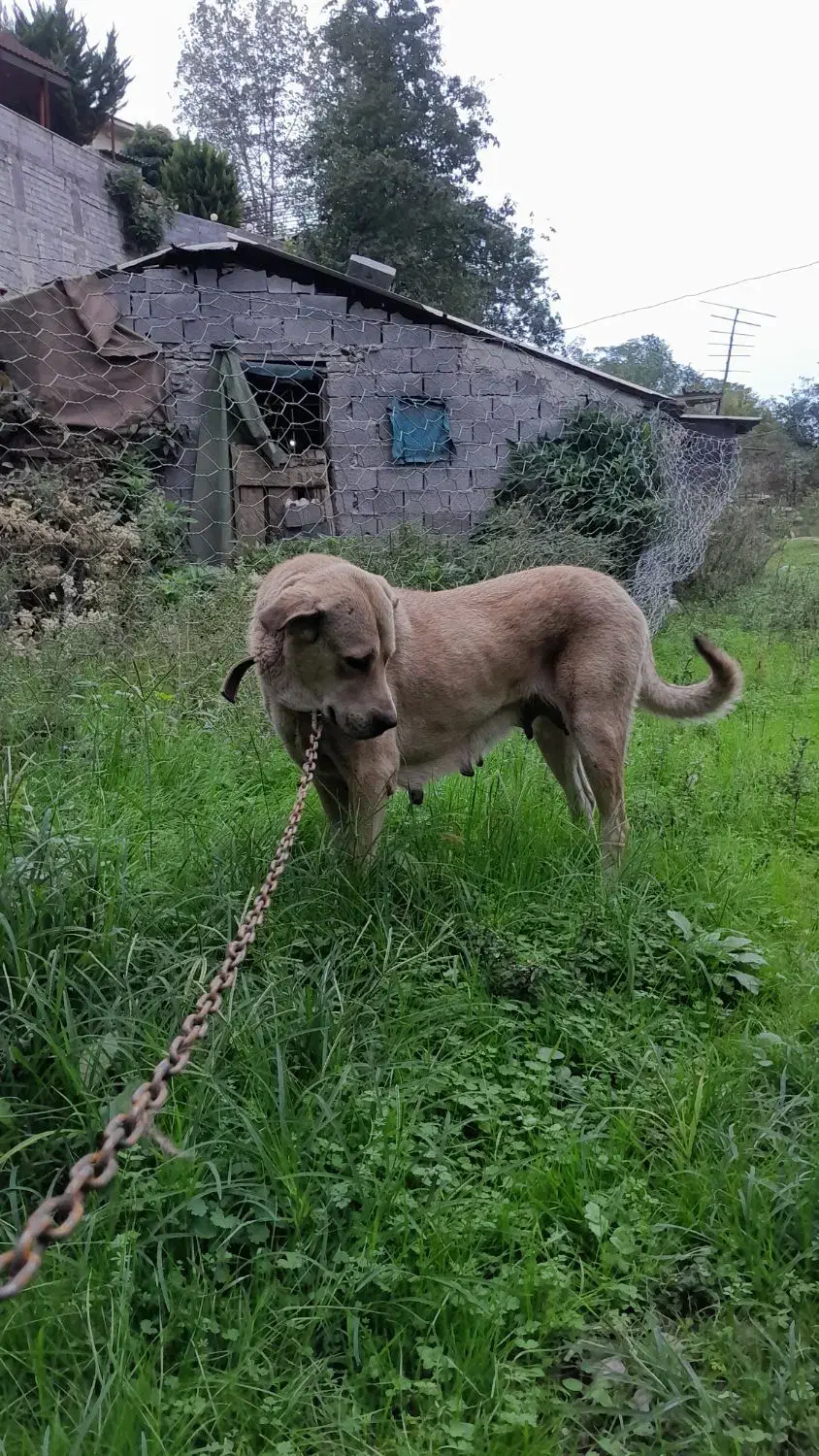 سگ ماده پژدر اصیل معاوضه|سگ|نوشهر, |دیوار