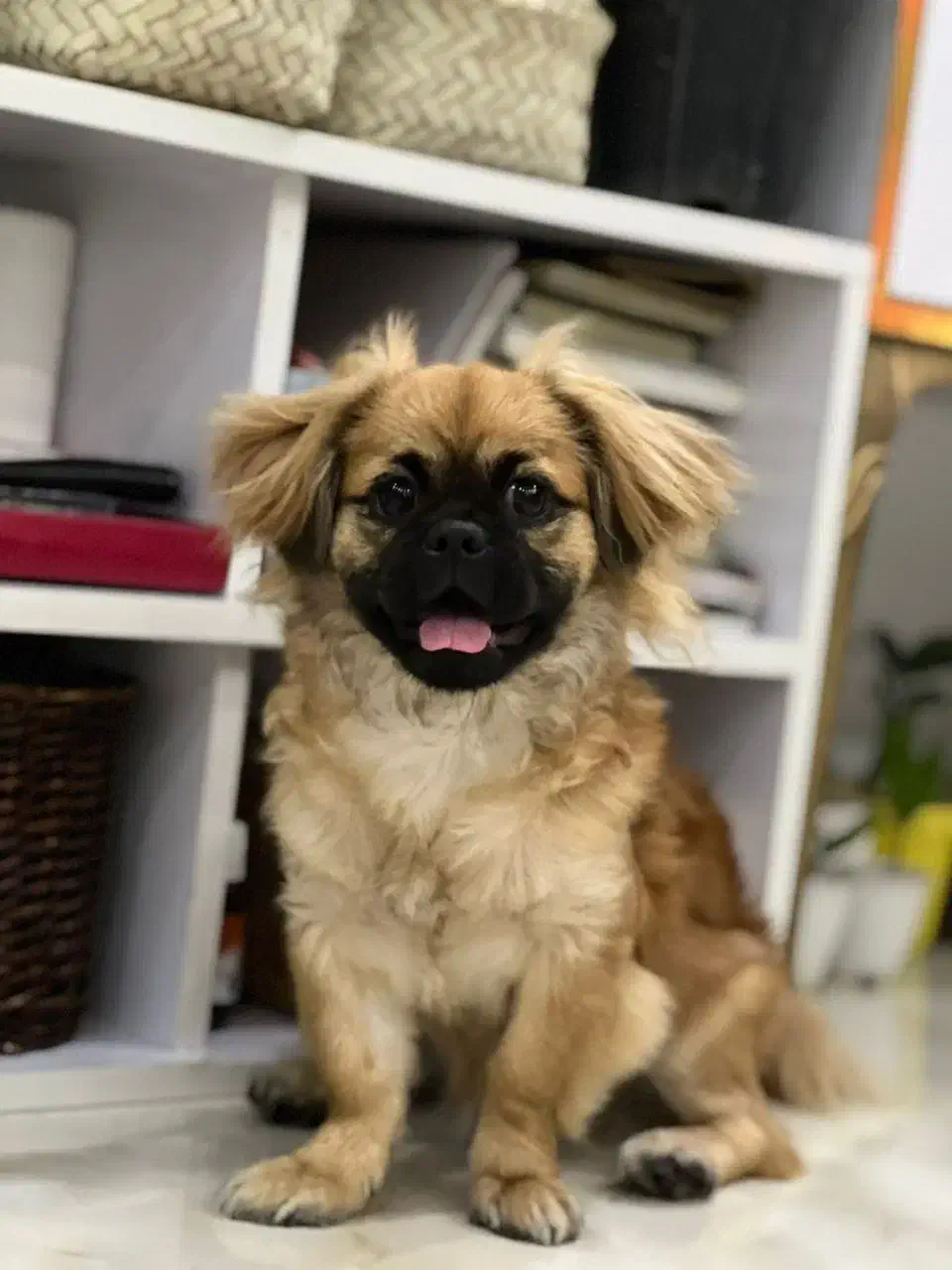 فروش توله سگ|سگ|آستانه اشرفیه, |دیوار