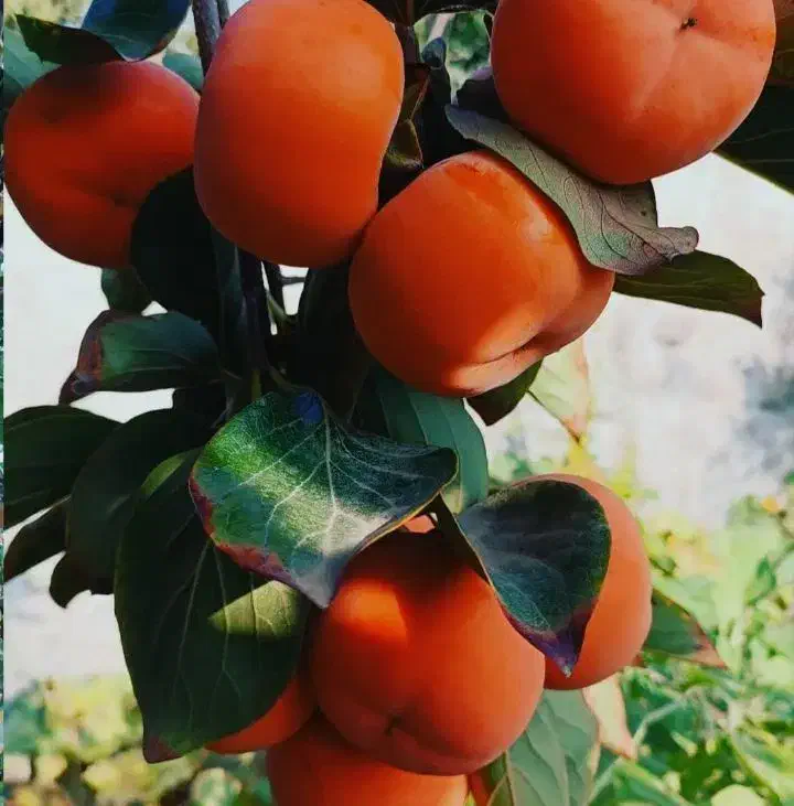 نهال خرمالو سیبی با کیفیت|خدمات باغبانی و درختکاری|سمیرم, |دیوار