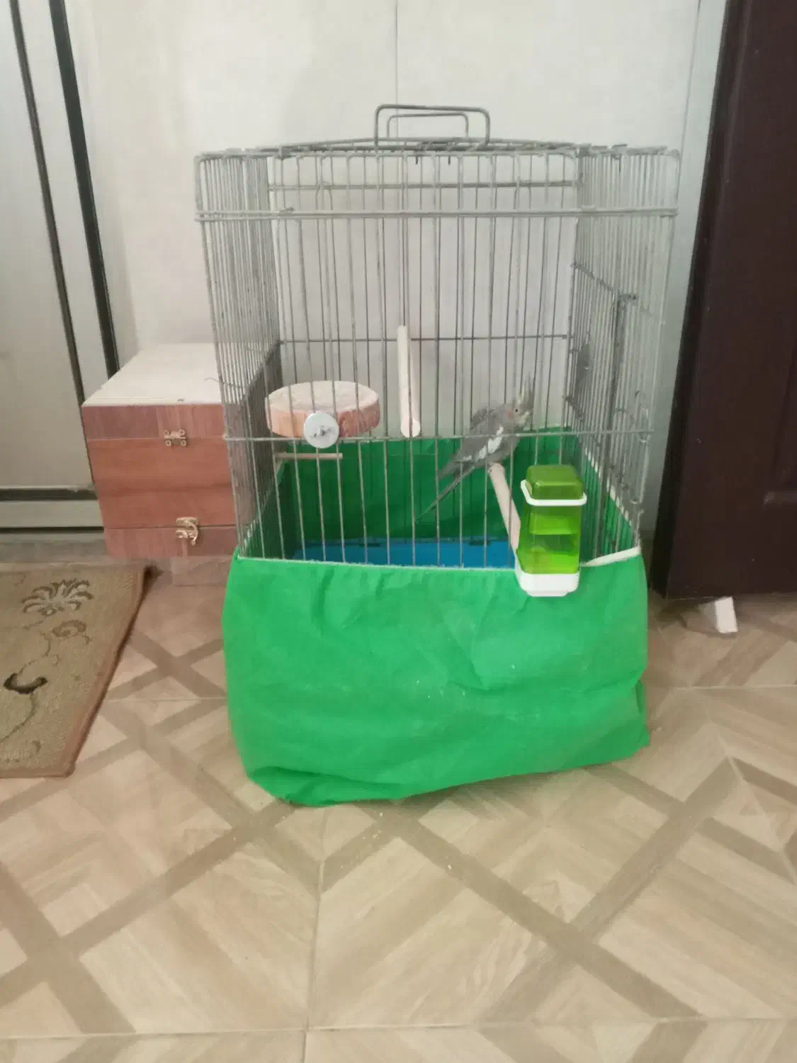 عروس هلندی ماده|پرنده|پاکدشت, پاکدشت (مامازند)|دیوار