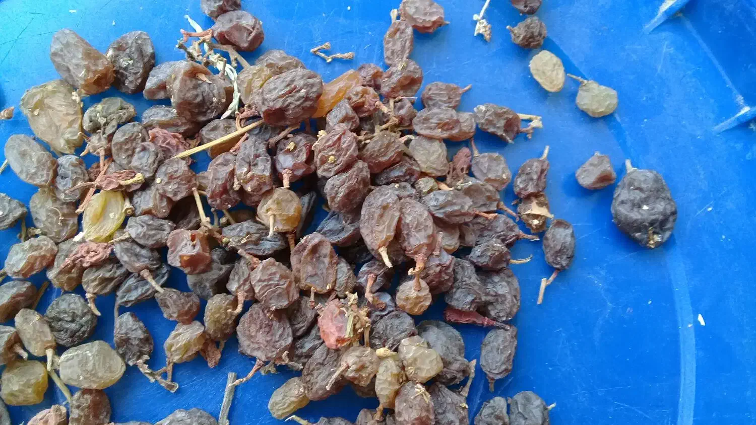 فروش کشمش.سایه خشک. الوبخارا.سنجد|خوردنی و آشامیدنی|ملایر, |دیوار