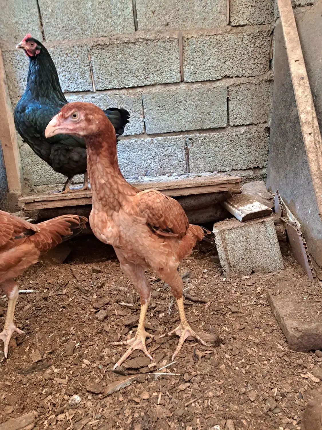 جوجه لاری مرغ|حیوانات مزرعه|رشت, حومه رشت|دیوار