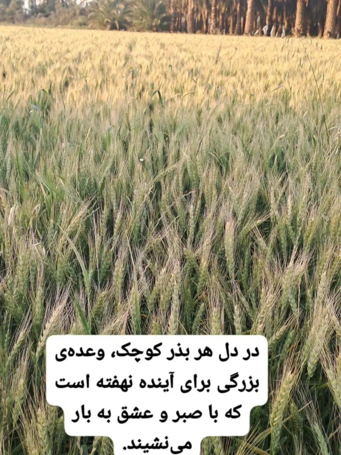 فروش بذرگندم اوکراینی|خدمات باغبانی و درختکاری|رودبار (کرمان), |دیوار