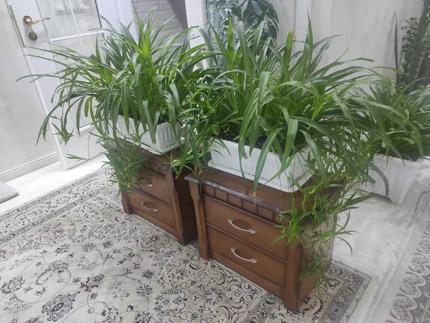 گل طبیعی|گل و گیاه طبیعی|اردبیل, |دیوار