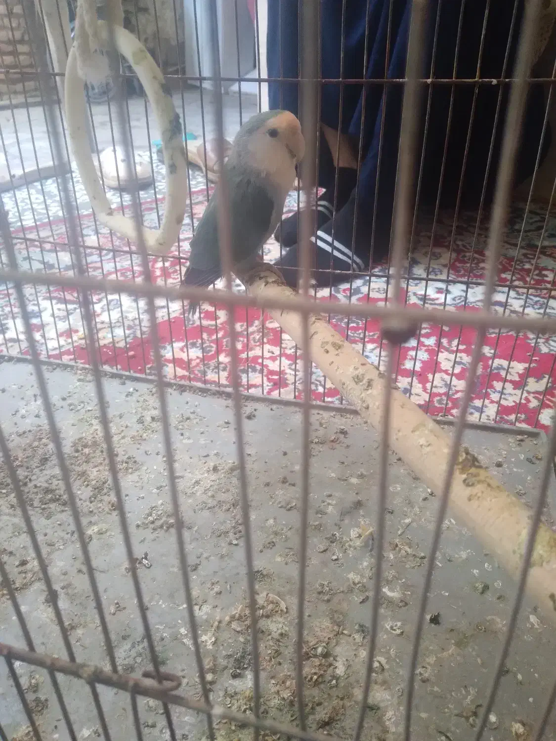 طوطی برزیلی خوش رنگ|پرنده|گنبد کاووس, |دیوار