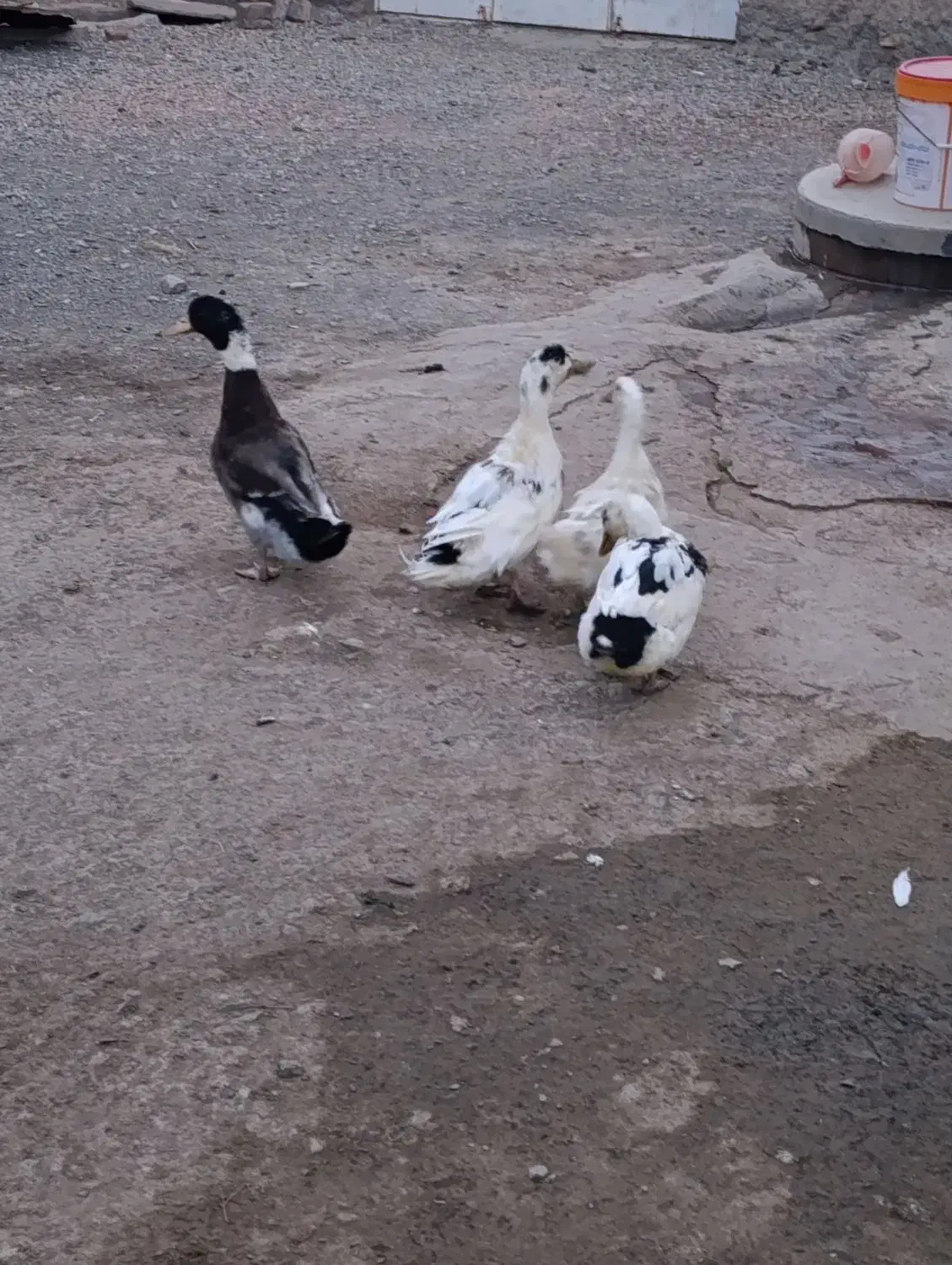 اردک و بوقلمون|حیوانات مزرعه|بناب, |دیوار