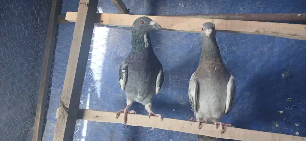 کفتر آلمانی نرو ماده|پرنده|اسلام‌شهر, ملک‌آباد|دیوار