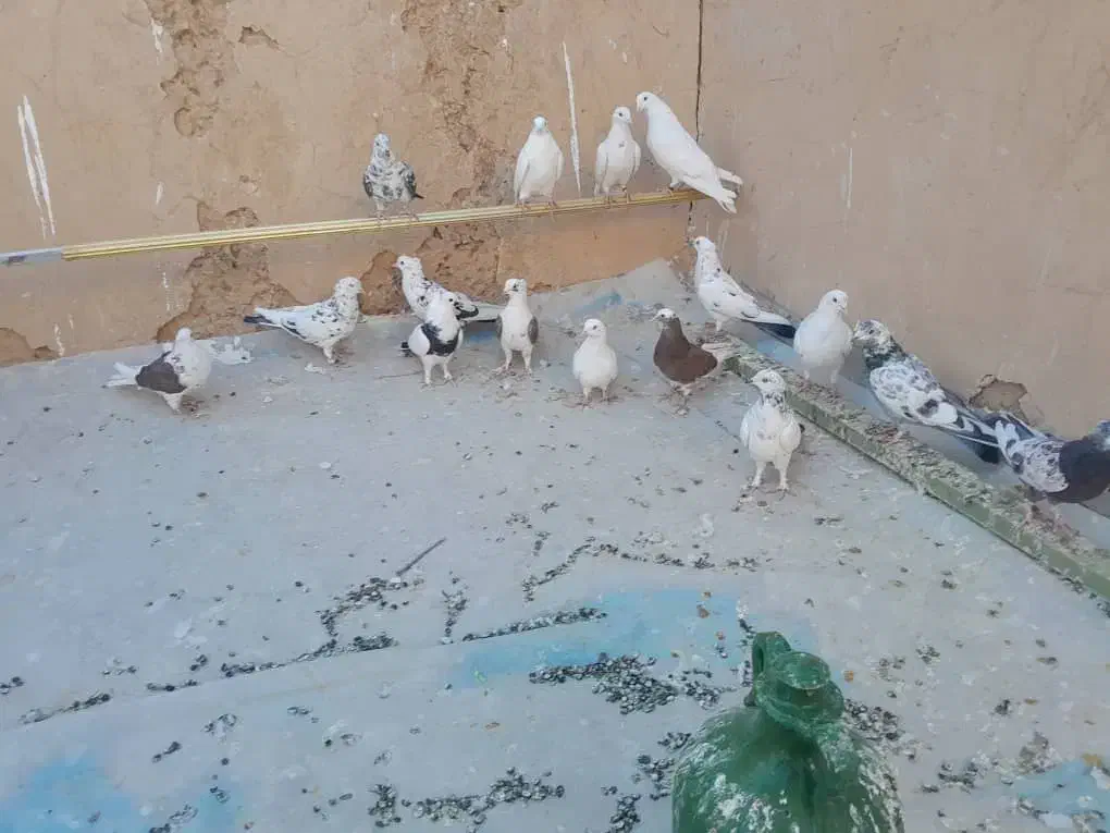 کبوتر|پرنده|سمنان, |دیوار