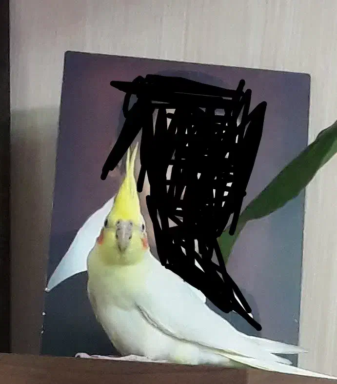 عروس هلندی گم شده، به یابنده مژدگانی داده میشود|حیوانات|فولادشهر, مسکن مهر فولادشهر|دیوار