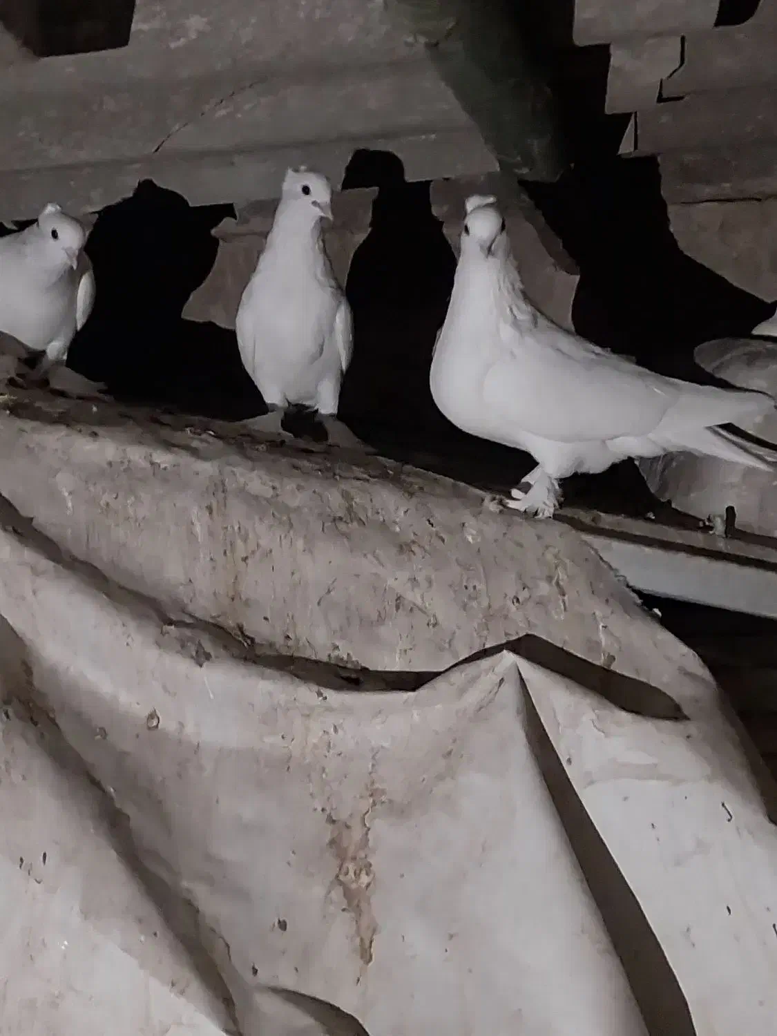 کفتر کاکلی پرپا|پرنده|قم, شهرک سازمان آب|دیوار