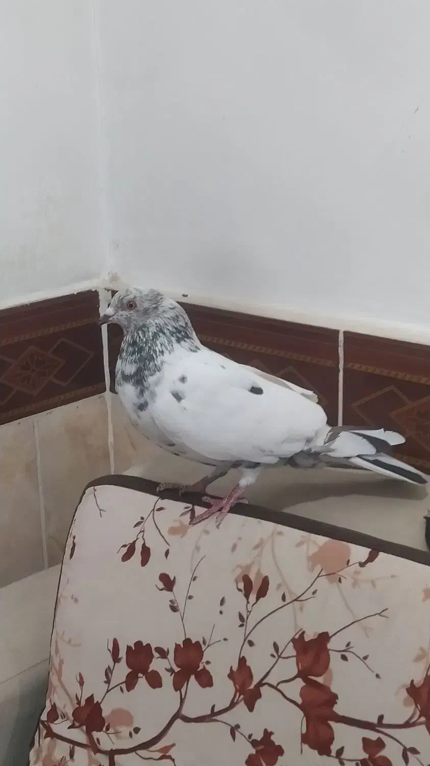 کبوتر پرشی|پرنده|خرمشهر, |دیوار