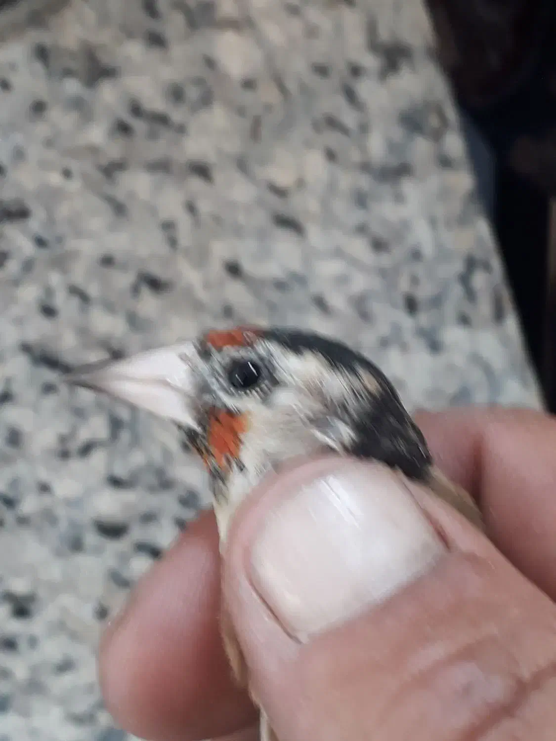 سهره ماده|پرنده|تهران, هرندی|دیوار