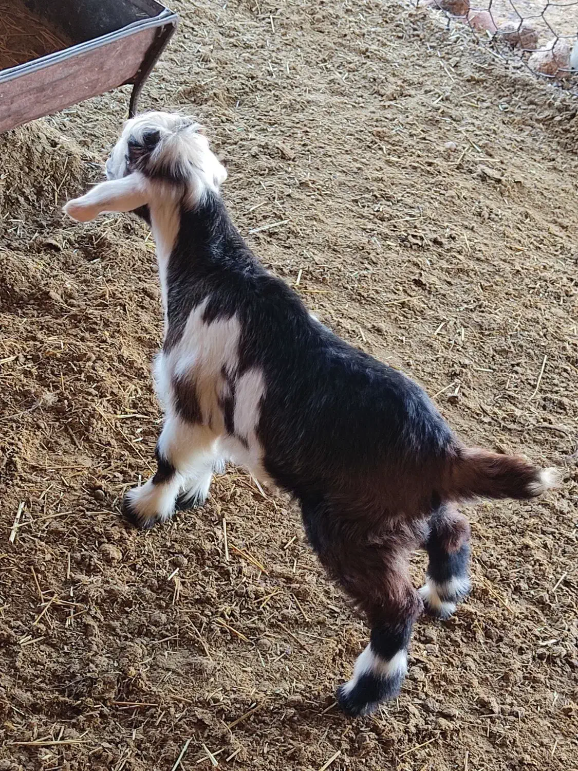 بزغاله شیری|حیوانات مزرعه|مهران (ایلام), |دیوار