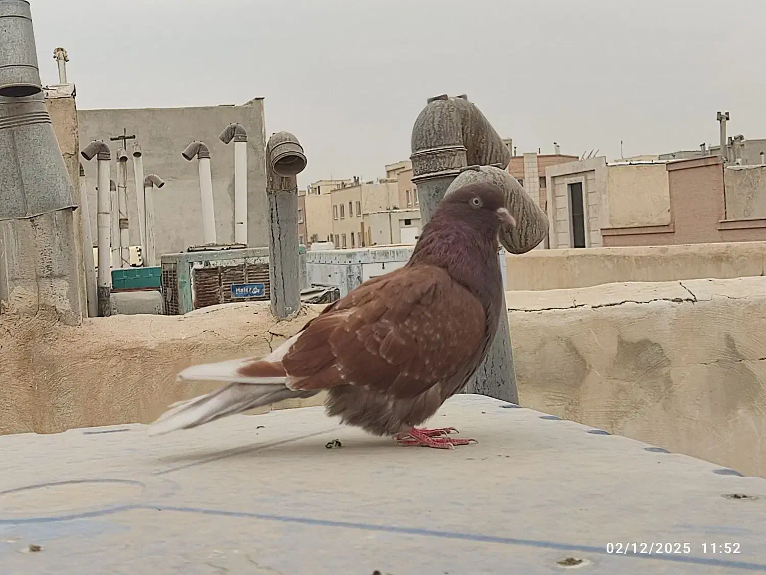 کبوتر سرخ کاشونی|پرنده|شاهین‌شهر, خانه کارگر|دیوار