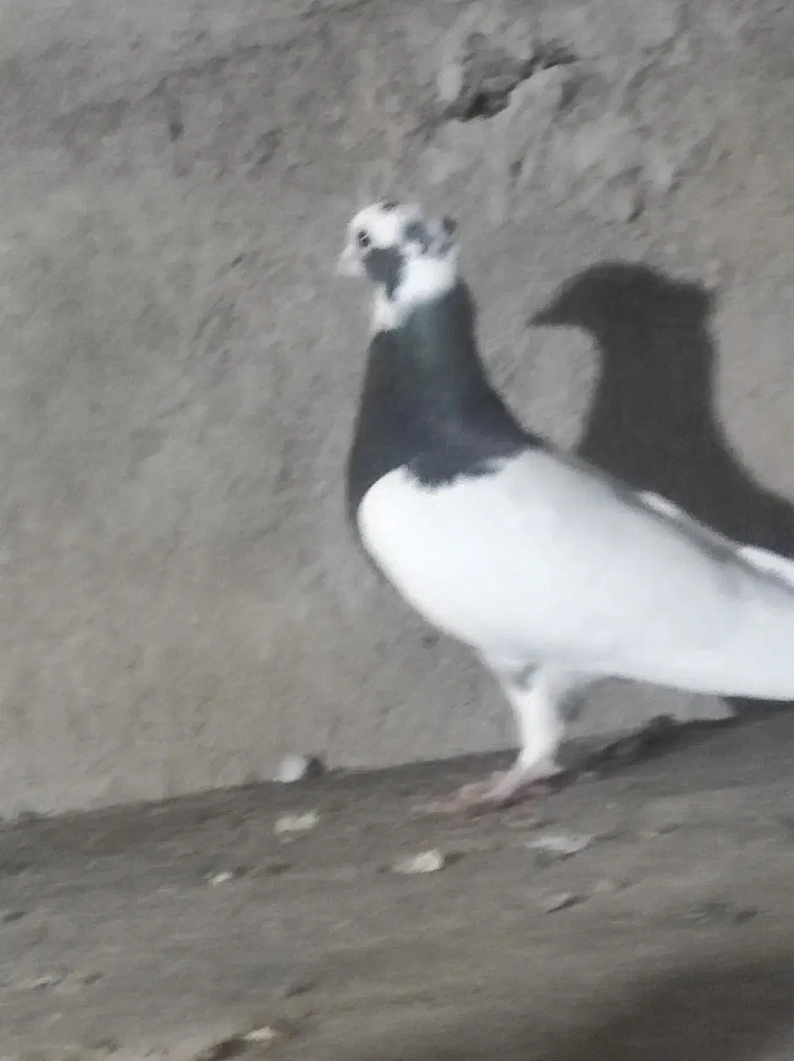 کبوتر طوقی|پرنده|اسفرورین, |دیوار