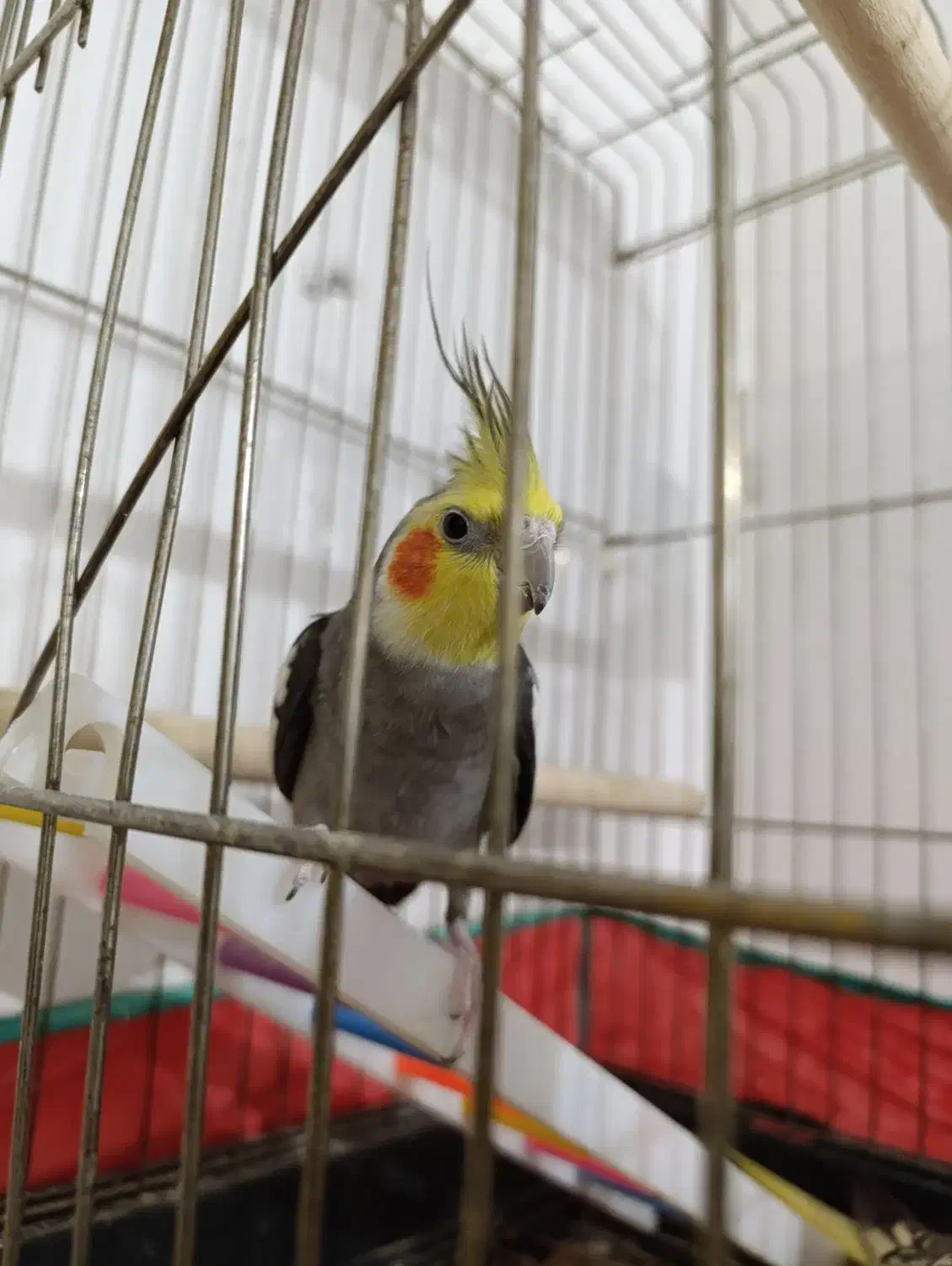 عروس هلندی باتخم|پرنده|نقده, |دیوار