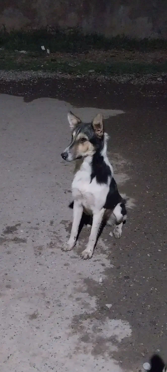 ماده گرگی|سگ|خان ببین, |دیوار