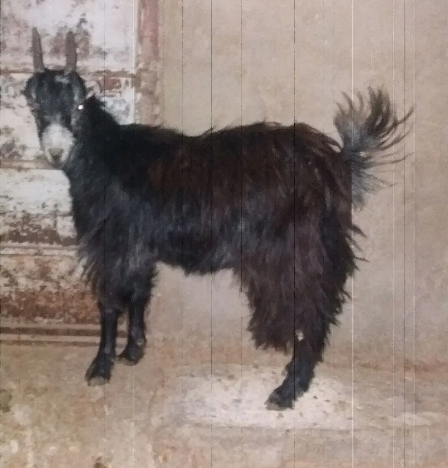 فروش بزغاله ماده آبستن|حیوانات مزرعه|پاکدشت, پارچین|دیوار