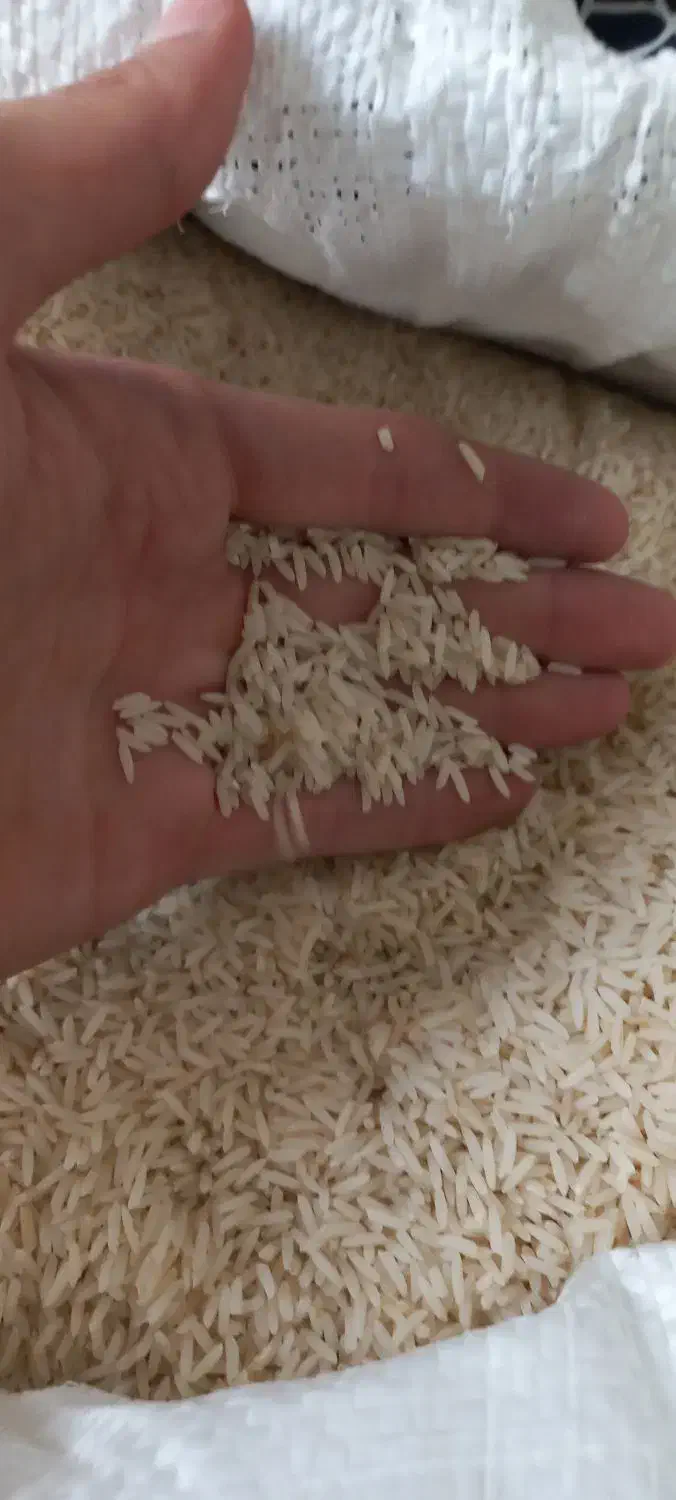 برنج دم سیاه|خوردنی و آشامیدنی|مشهد, کوی دروی|دیوار