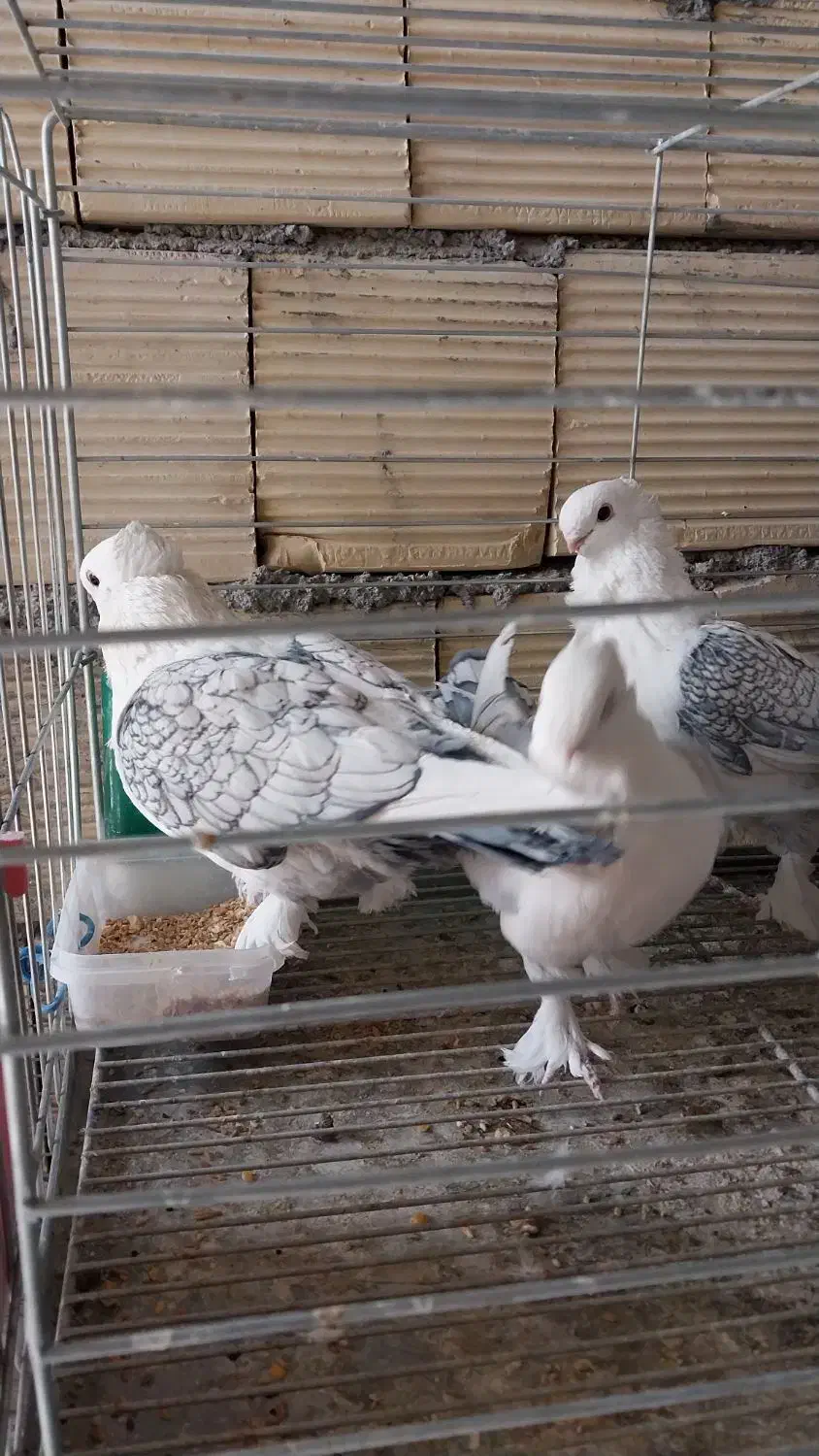 کبوتر زینتی|پرنده|فلاورجان, |دیوار