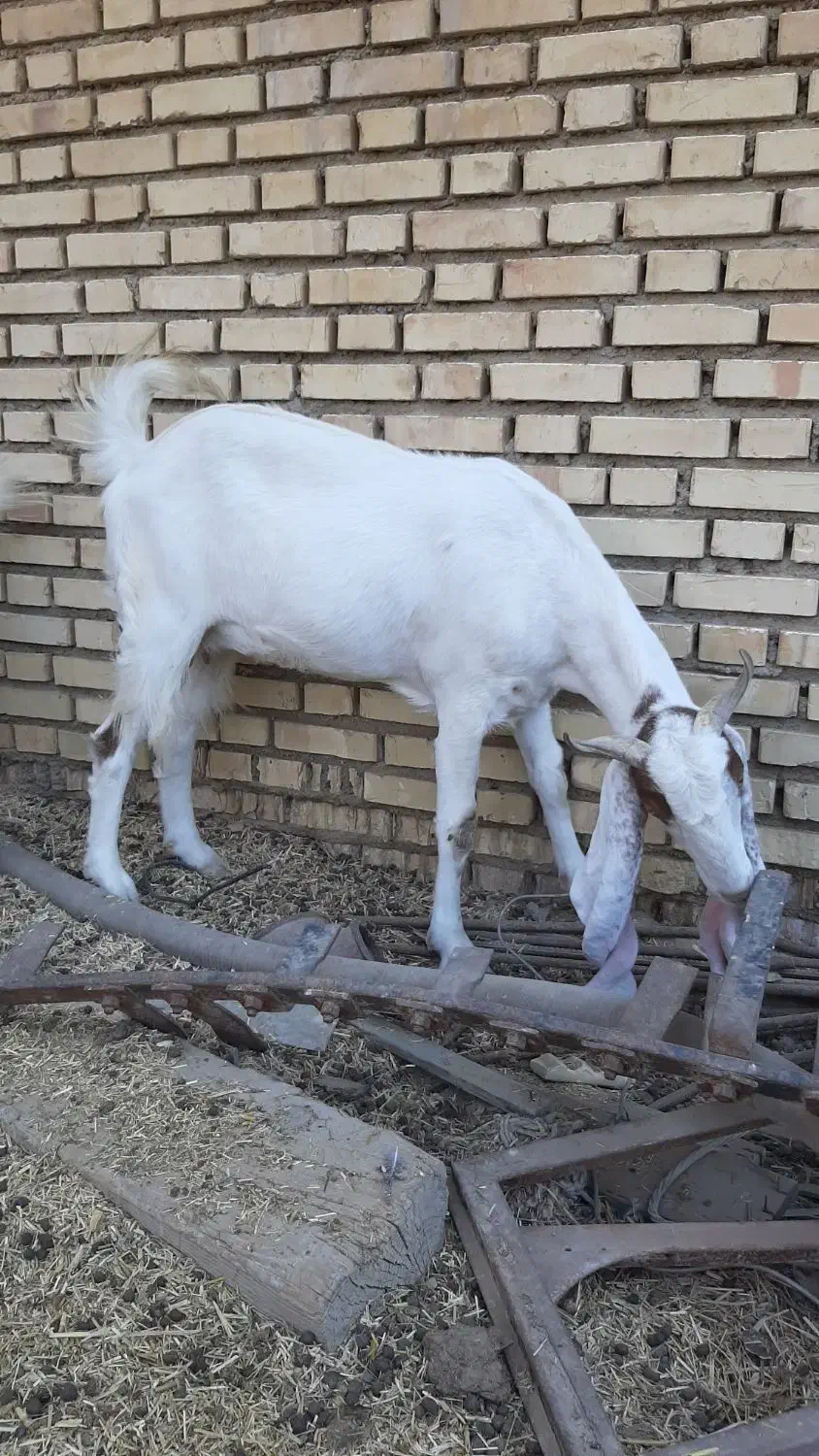 بز گلابی|حیوانات مزرعه|هندیجان, |دیوار