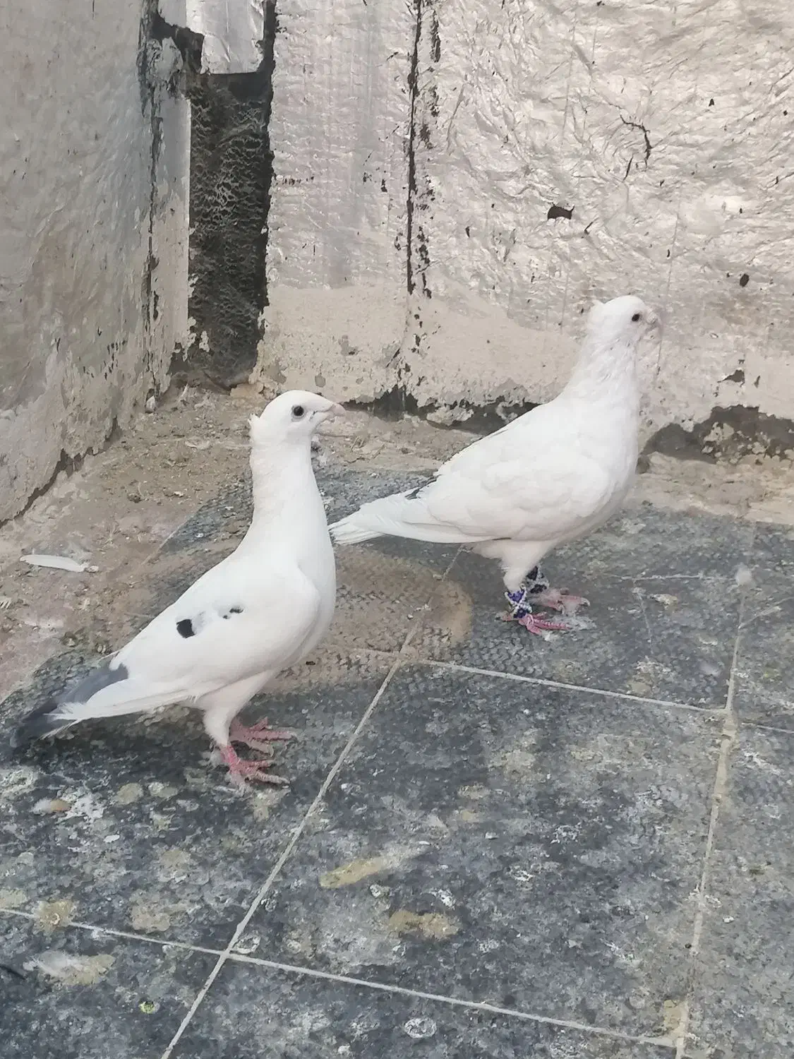 سفید پلاکی کاکلی بیرجندی یا پاکستانی|پرنده|شیراز, حجت آباد|دیوار