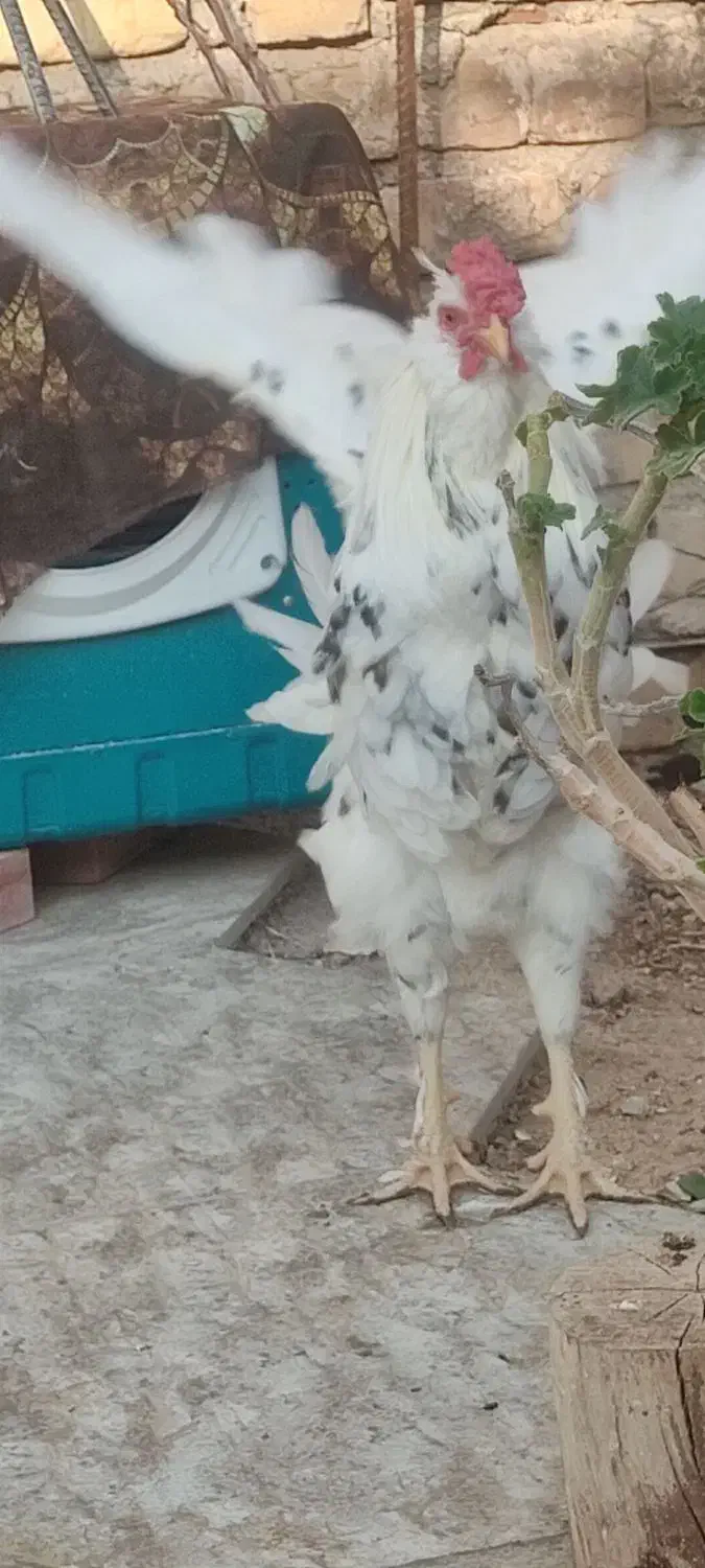 مرغ محلی و غاز|حیوانات مزرعه|مرودشت, شهرک بسیجیان|دیوار