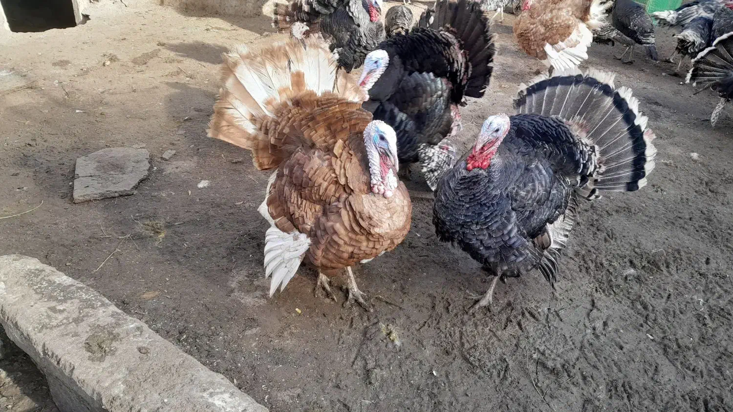 بوقلمون|لوازم جانبی حیوانات|مشگین شهر, |دیوار