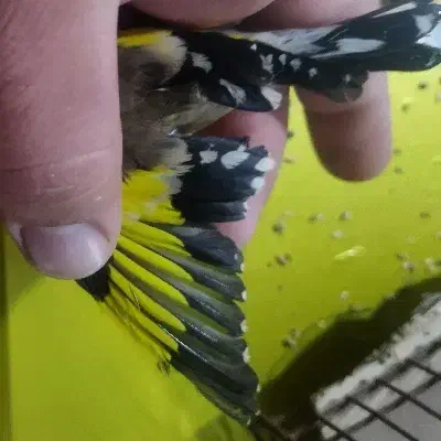 قناری|پرنده|کوهدشت, |دیوار