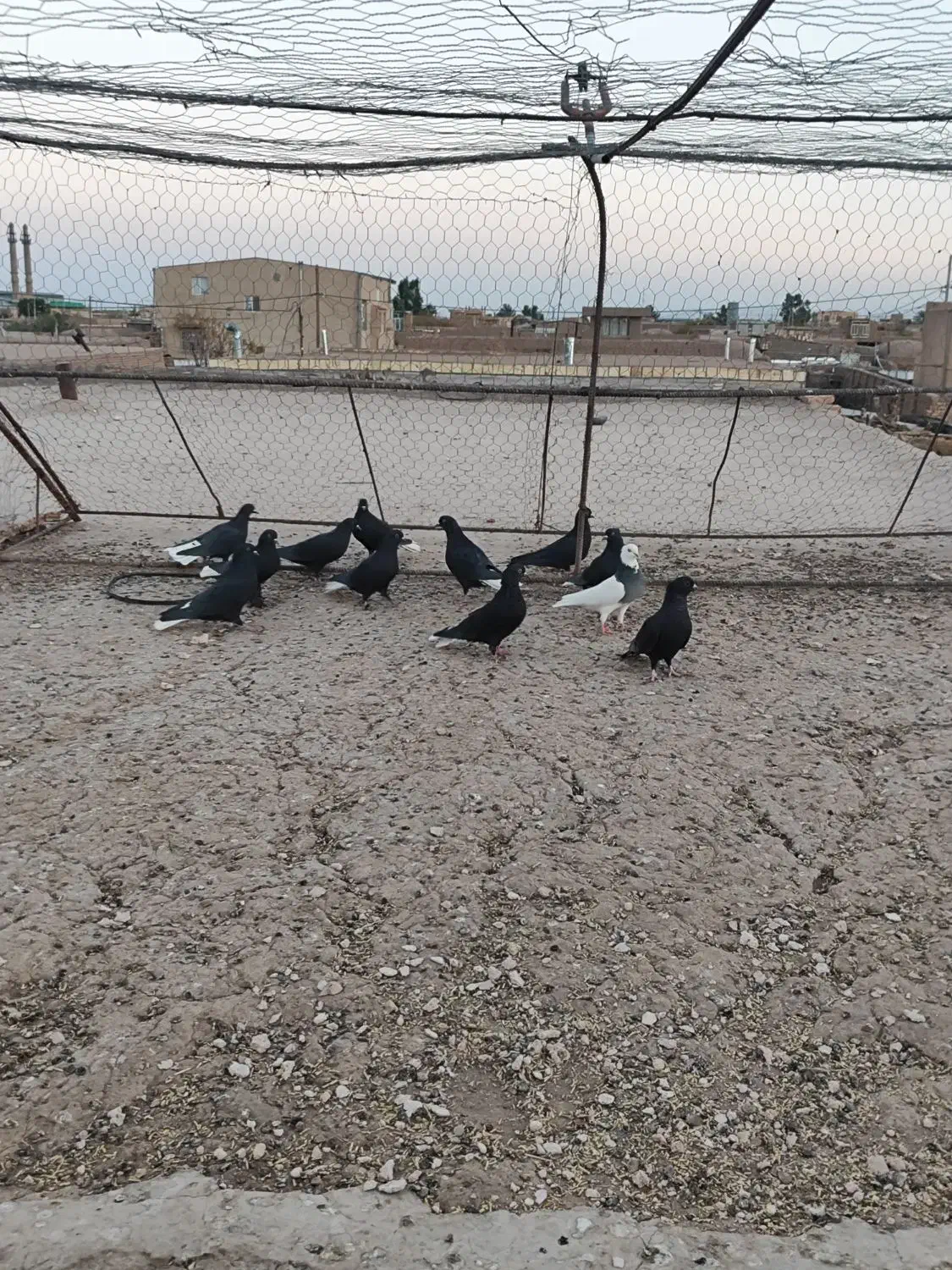 ده عدد کفتر دم سفید|پرنده|رفسنجان, |دیوار