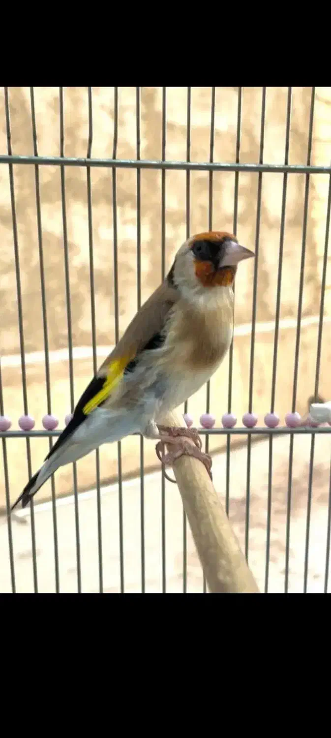 سهره نر|پرنده|ساوه, |دیوار