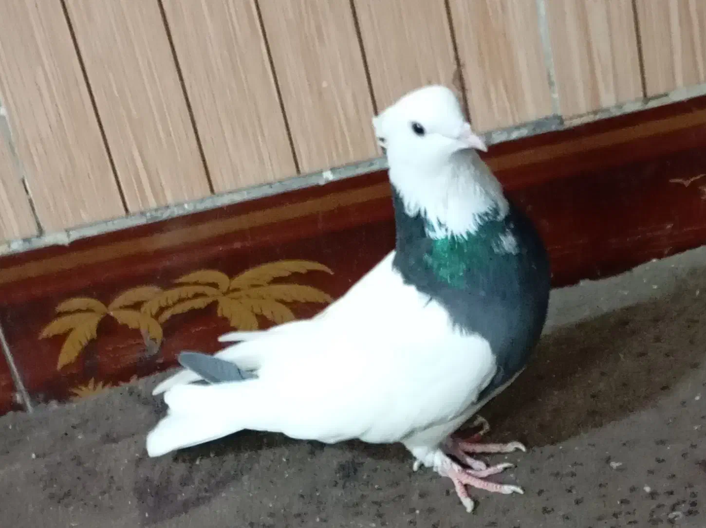 کفتر صید طوقی|پرنده|تربت جام, معدآباد|دیوار