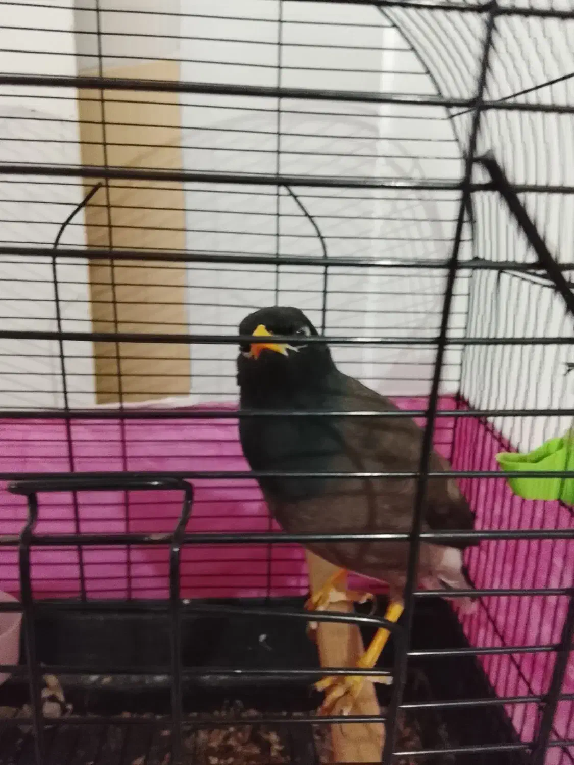 یک عدد مینا 5 ماه سخنکو|پرنده|بومهن, |دیوار