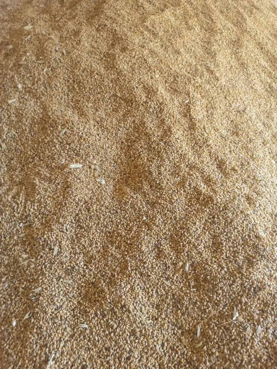 گندم پیشگام|عمده‌فروشی|چناران, |دیوار